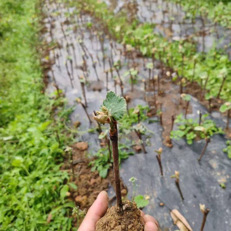 香水葡萄苗