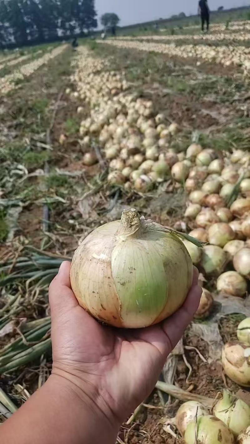 红洋葱黄洋葱南阳产地大量有货河南洋葱产地直发