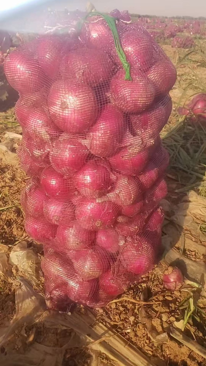 红洋葱黄洋葱南阳产地大量有货河南洋葱产地直发