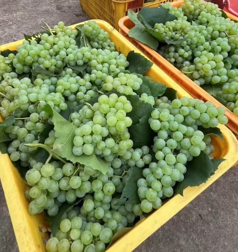 香水葡萄苗