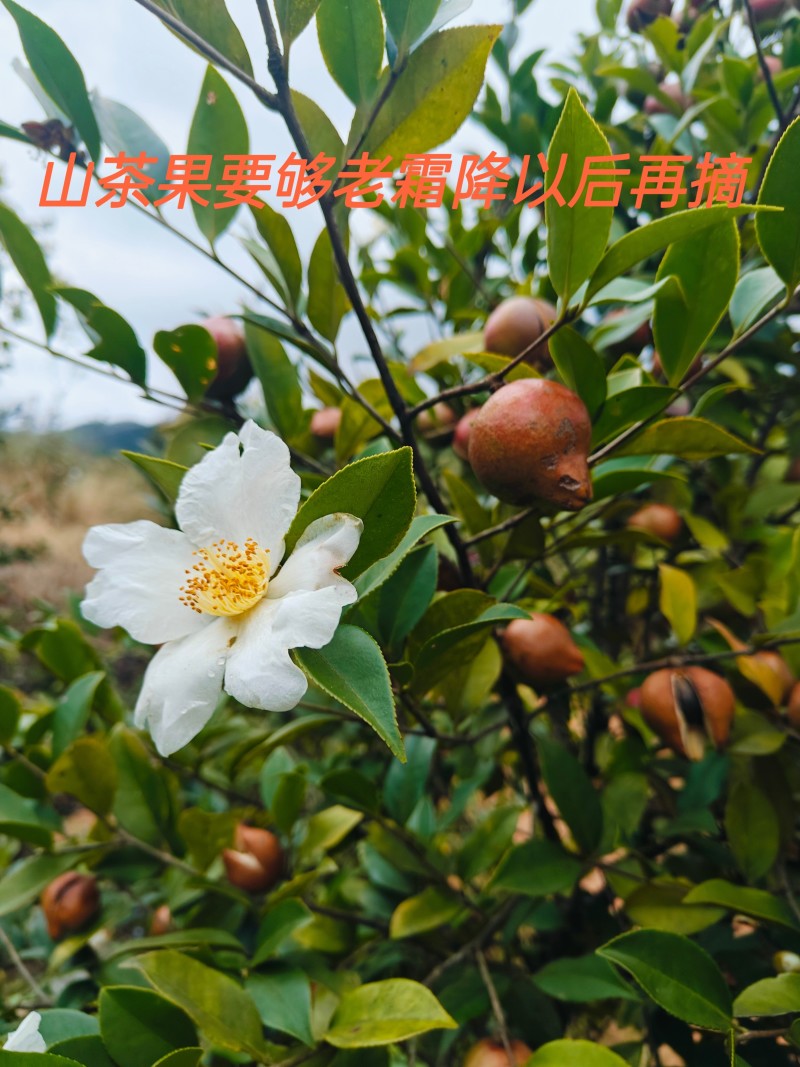 纯正老品种山茶油