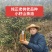 纯正老品种山茶油