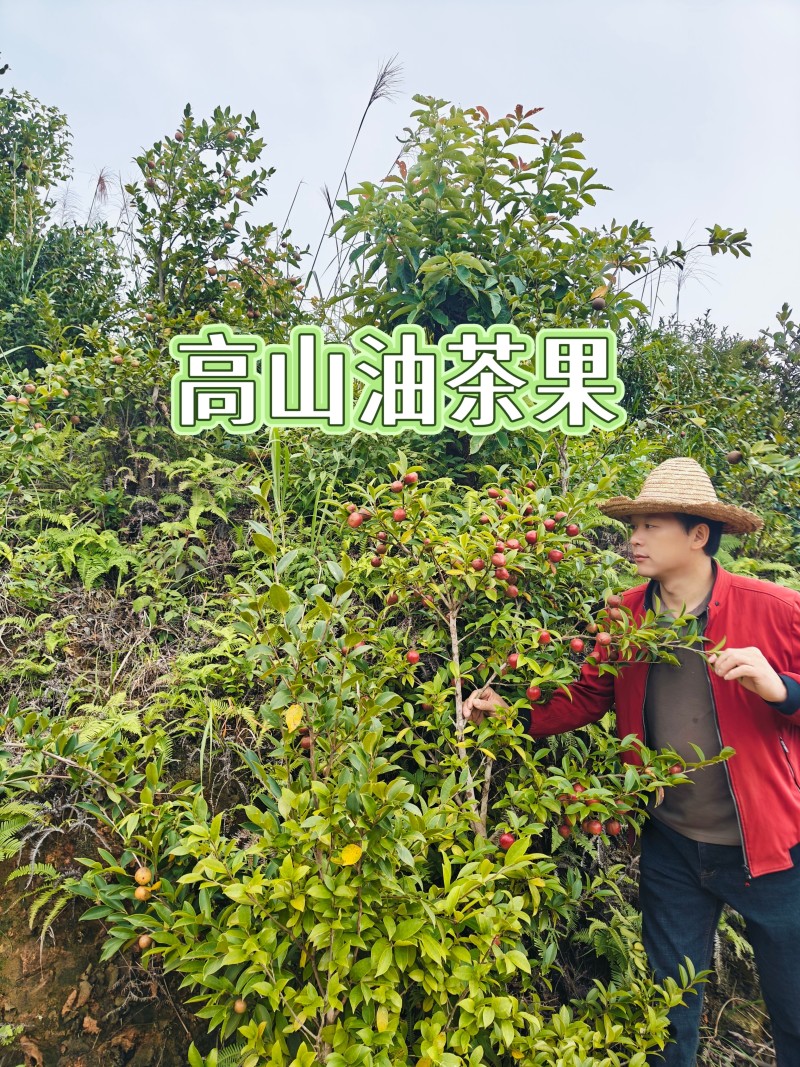 纯正老品种山茶油