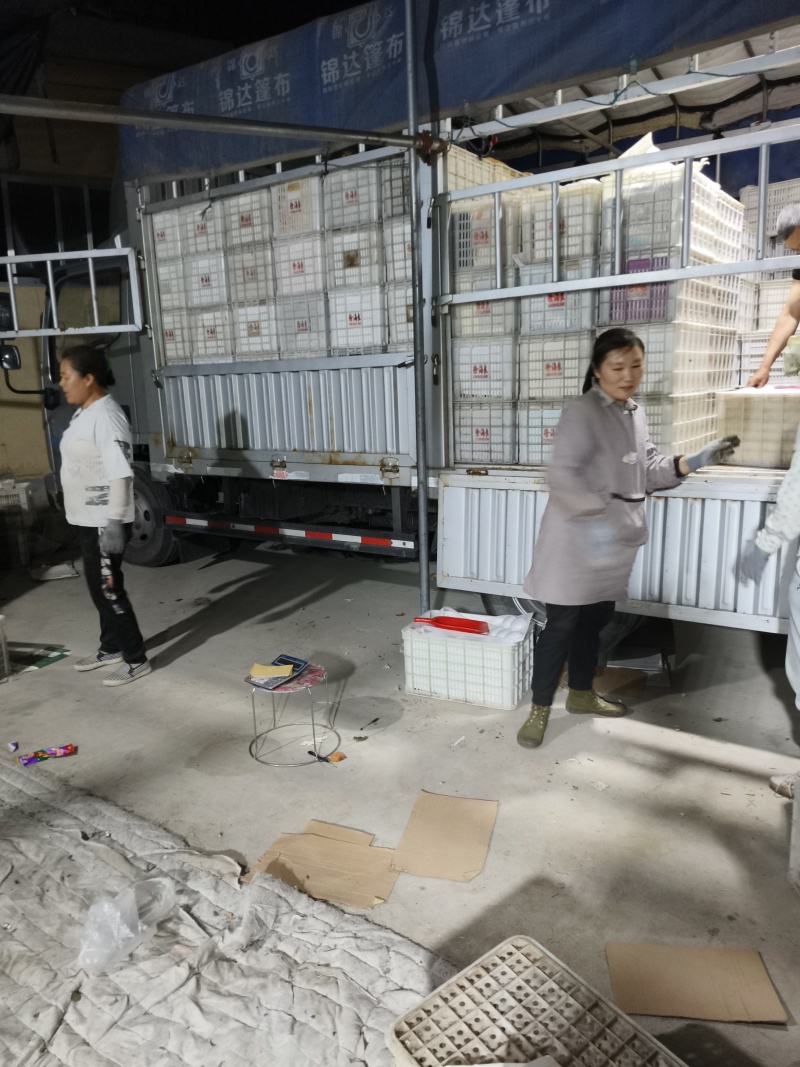 2026年沂蒙山金太阳杏直供超市市场加工厂电商