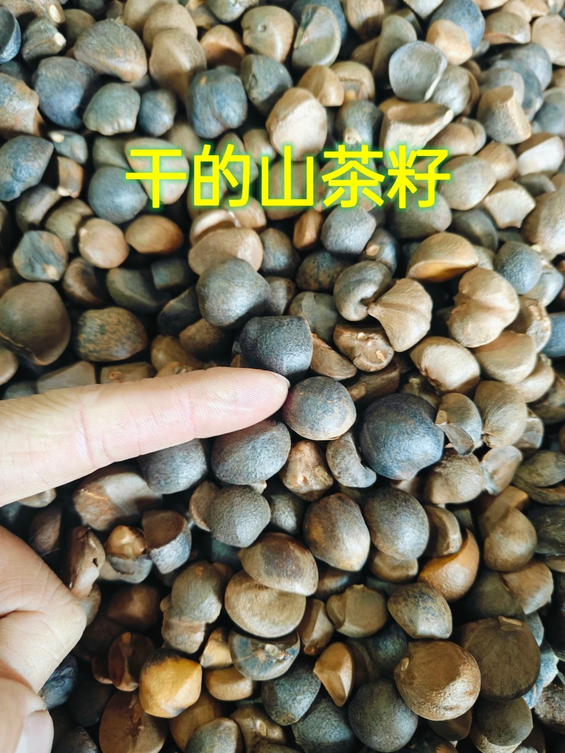 纯正老品种山茶油