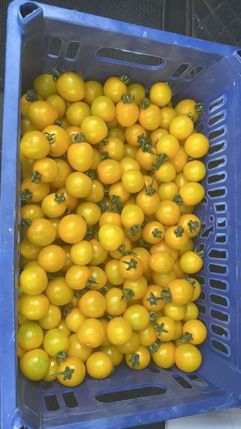山东青甜唐伯虎小西红柿大量上市