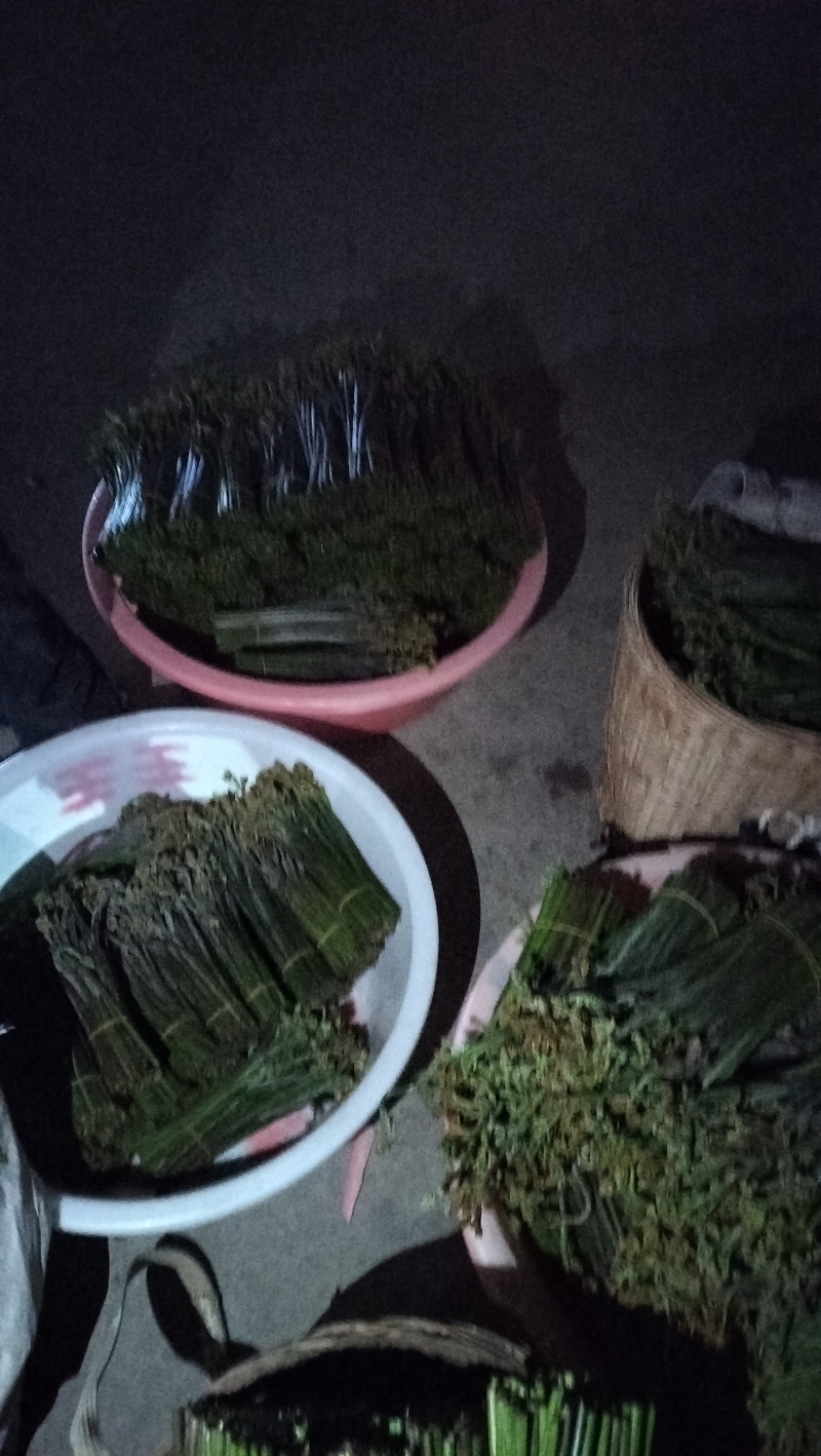 贵州蕨菜甜蕨苦蕨都有