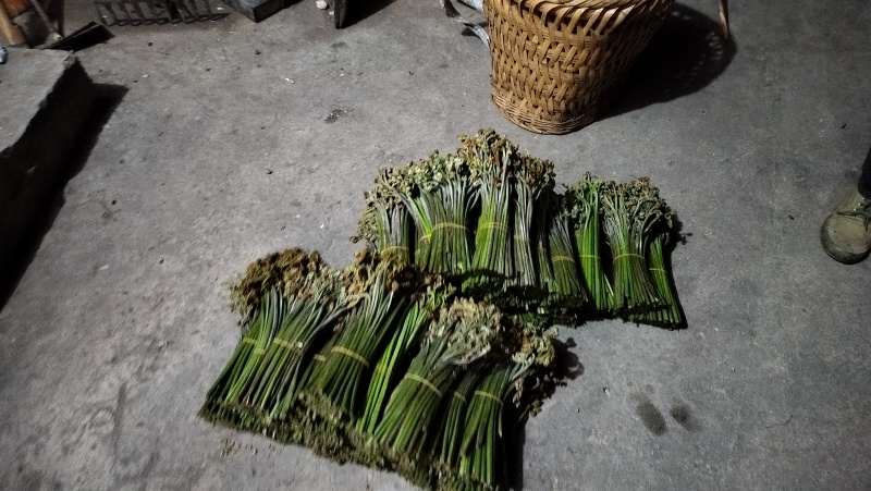 贵州蕨菜甜蕨苦蕨都有