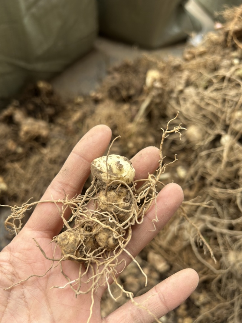 黄精种苗倒苗多花姜型苗细叶鸡头黄精苗量大从优