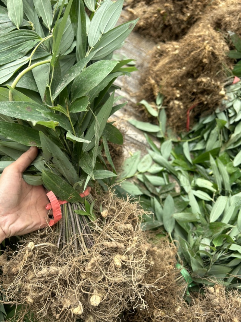 黄精种苗倒苗多花姜型苗细叶鸡头黄精苗量大从优