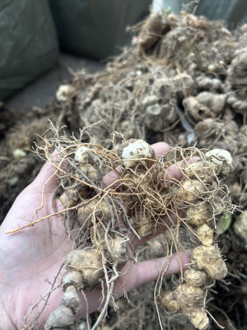 黄精种苗倒苗多花姜型苗细叶鸡头黄精苗量大从优