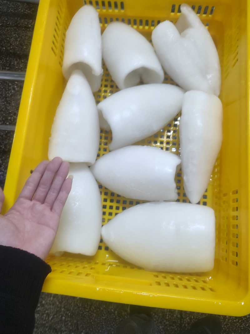 墨鱼筒