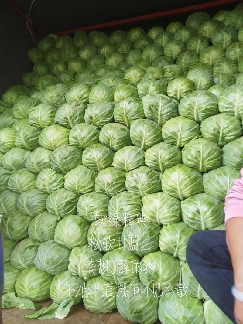 甘蓝苗包菜苗洋白菜苗紫甘蓝苗韩绿中甘系列