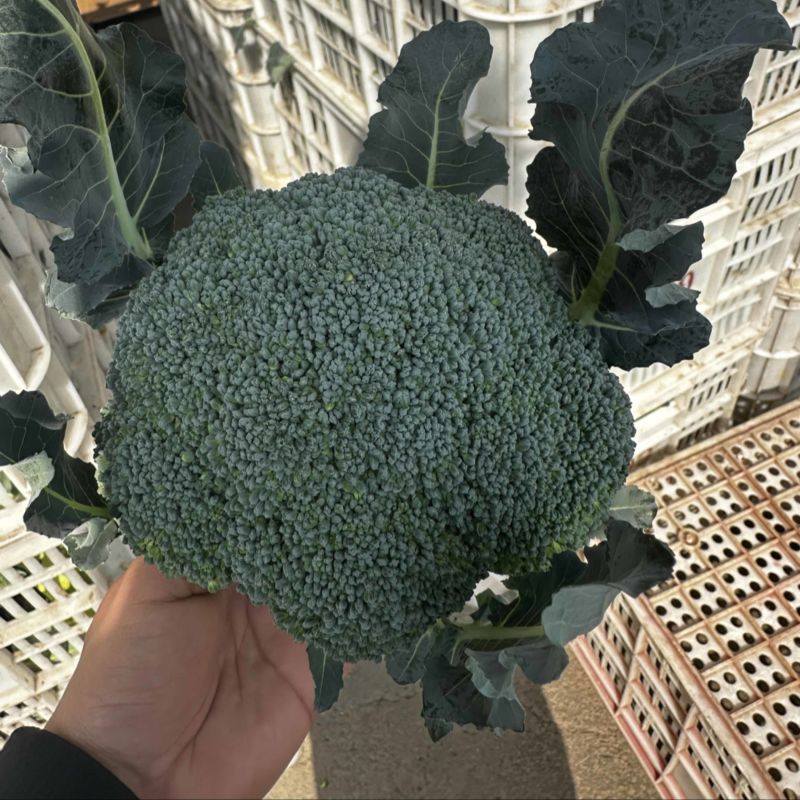 推荐东台精品炎秀西蓝花西兰花口感好价格实惠欢迎联系