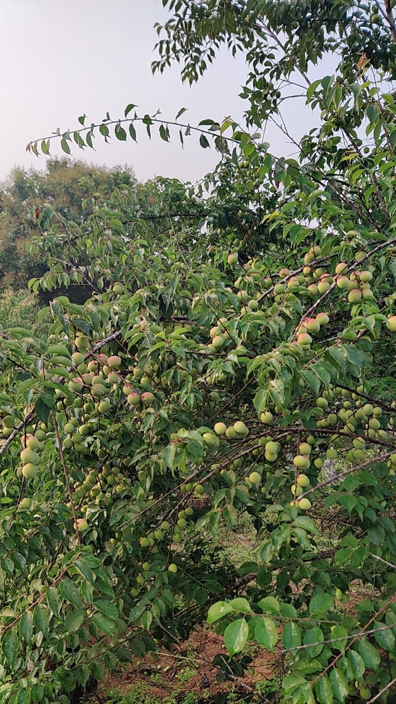 【推荐】青竹梅，红心白梅，白梅，竹梅，李梅，大桃梅