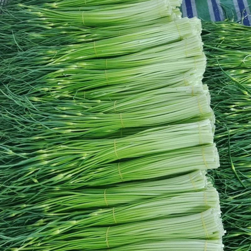 精品白帽蒜苔新鲜口嫩货量充足一手货源产地直采