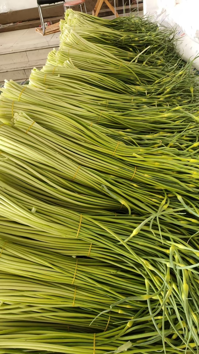 精品白帽蒜苔新鲜口嫩货量充足一手货源产地直采