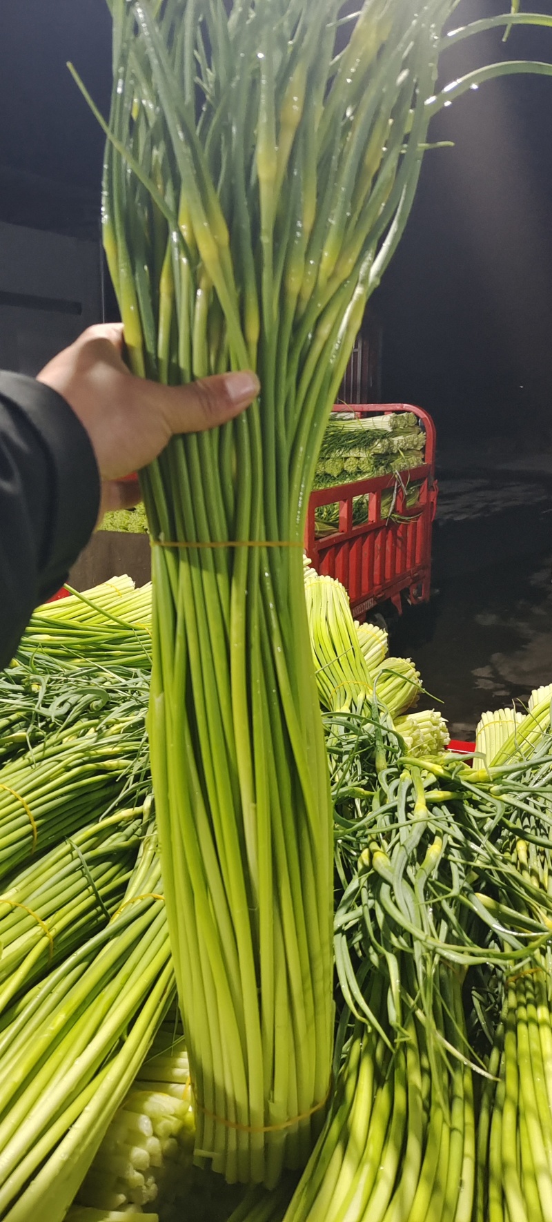 精品白帽蒜苔新鲜口嫩货量充足一手货源产地直采