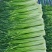 精品白帽蒜苔新鲜口嫩货量充足一手货源产地直采