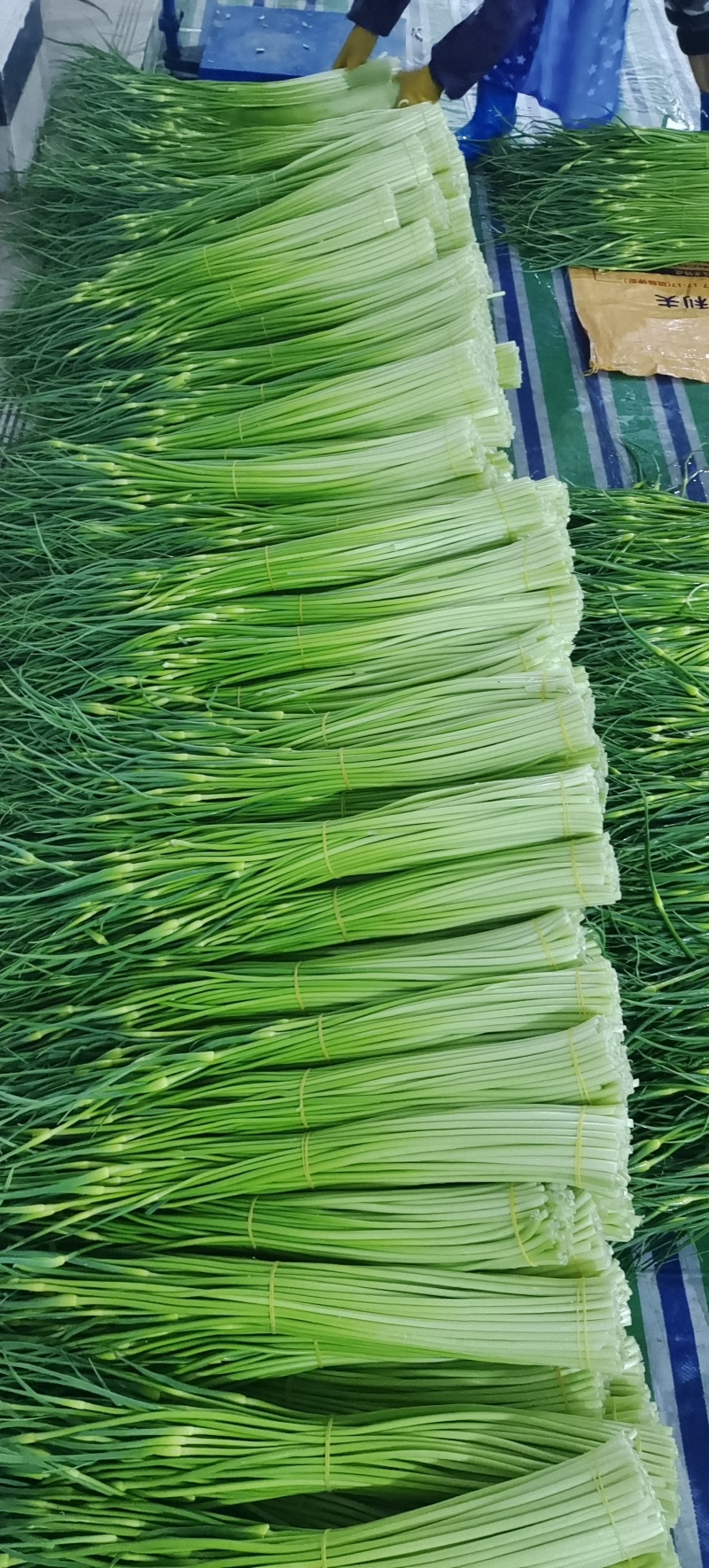 精品白帽蒜苔新鲜口嫩货量充足一手货源产地直采
