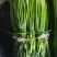 精品白帽蒜苔新鲜口嫩货量充足一手货源产地直采