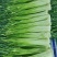 精品白帽蒜苔新鲜口嫩货量充足一手货源产地直采