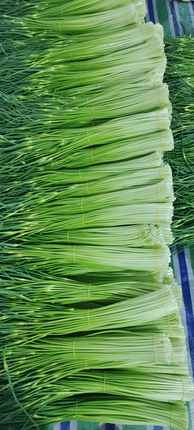 精品白帽蒜苔新鲜口嫩货量充足一手货源产地直采