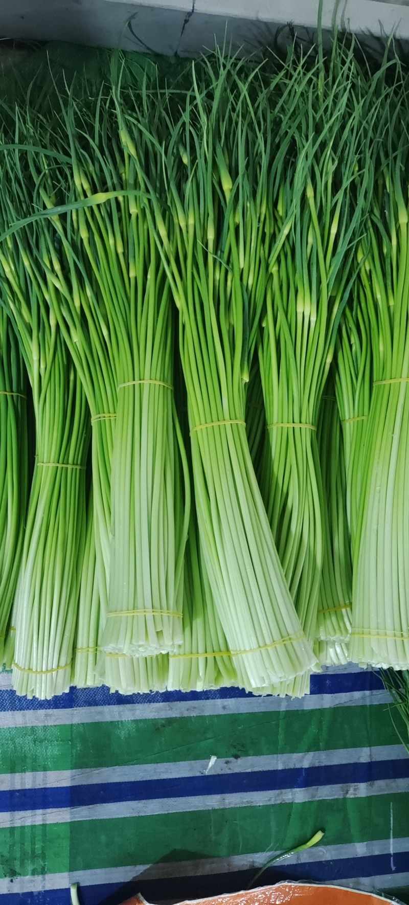 精品白帽蒜苔新鲜口嫩货量充足一手货源产地直采