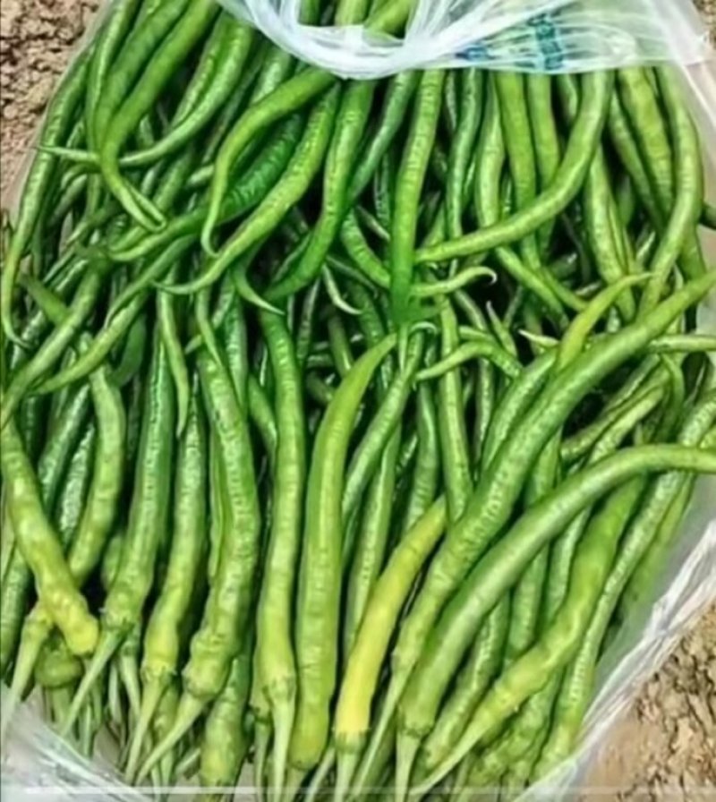 精品辣椒，菜辣，线辣，货量大，质量好