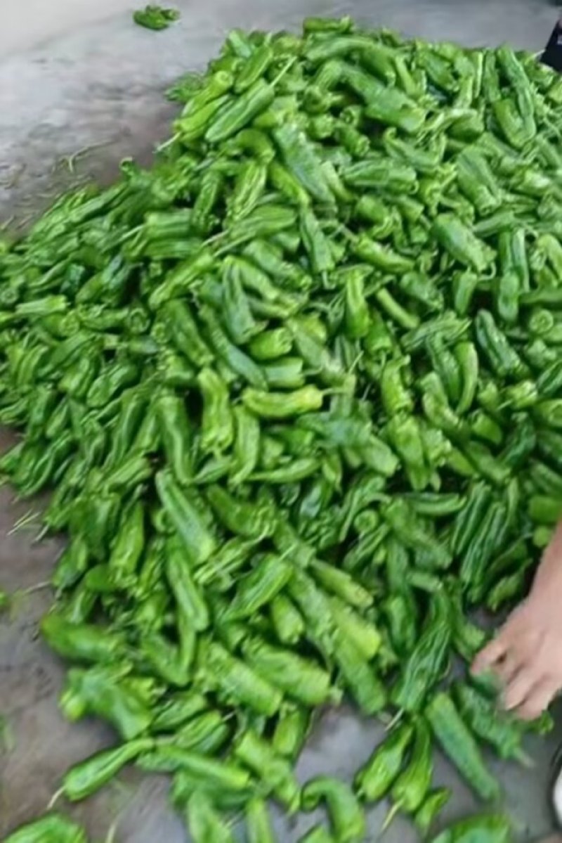 精品辣椒，菜辣，线辣，货量大，质量好