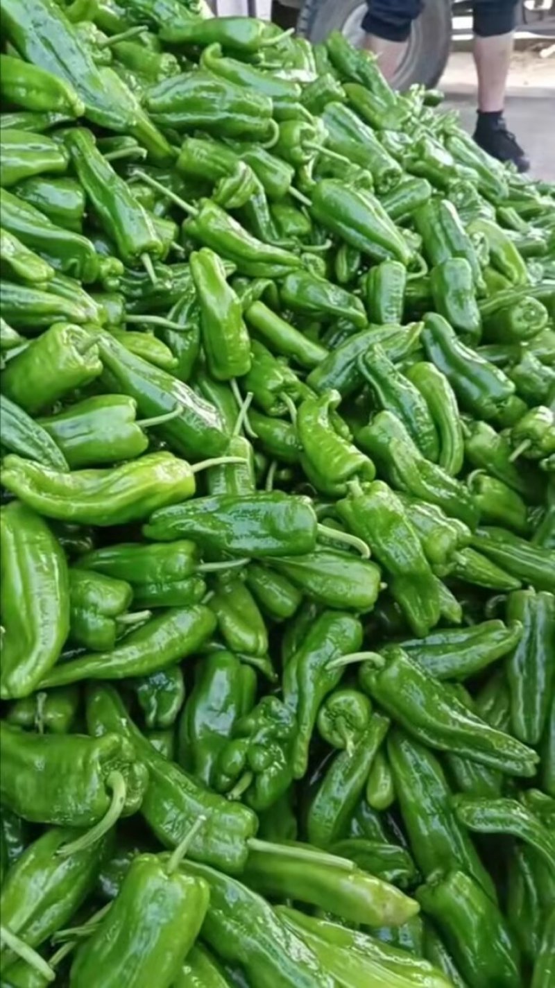 精品辣椒，菜辣，线辣，货量大，质量好