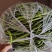 精品辣椒，菜辣，线辣，货量大，质量好