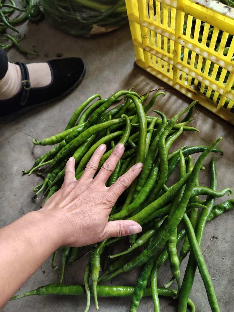 精品辣椒，菜辣，线辣，货量大，质量好