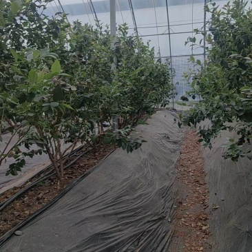 蓝莓树大棚蓝莓品种齐全地栽树品质保证换苗占地树