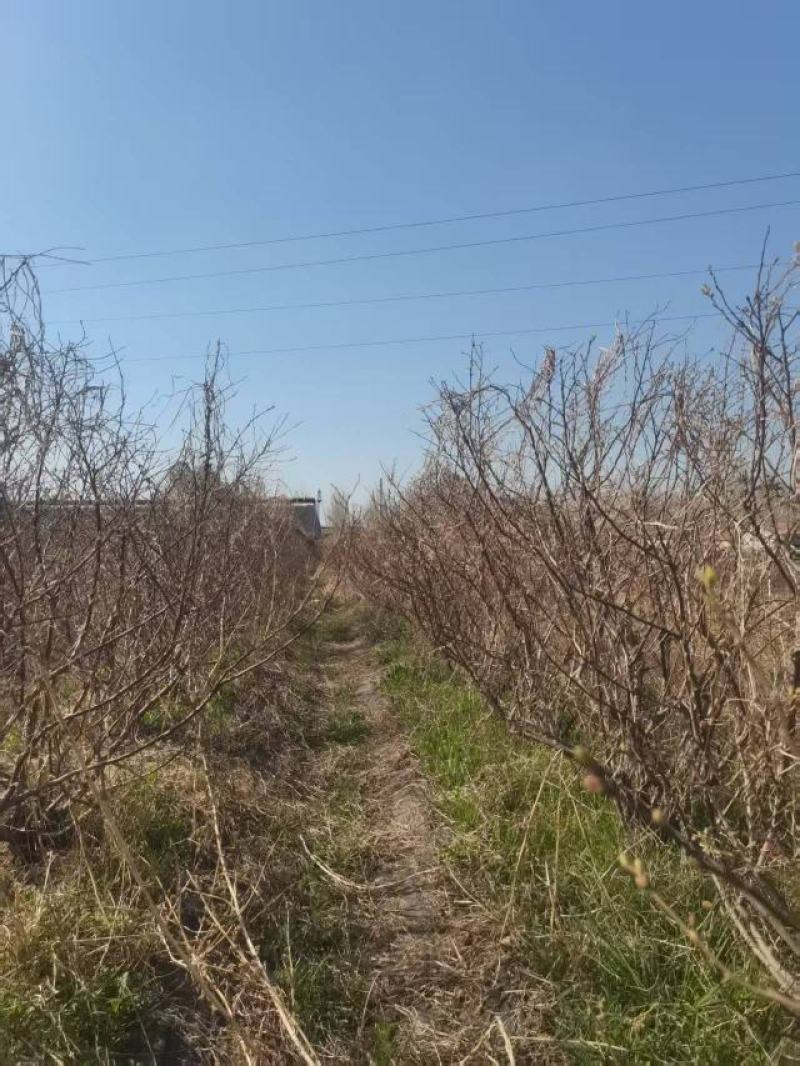 蓝莓树大棚蓝莓品种齐全地栽树品质保证换苗占地树
