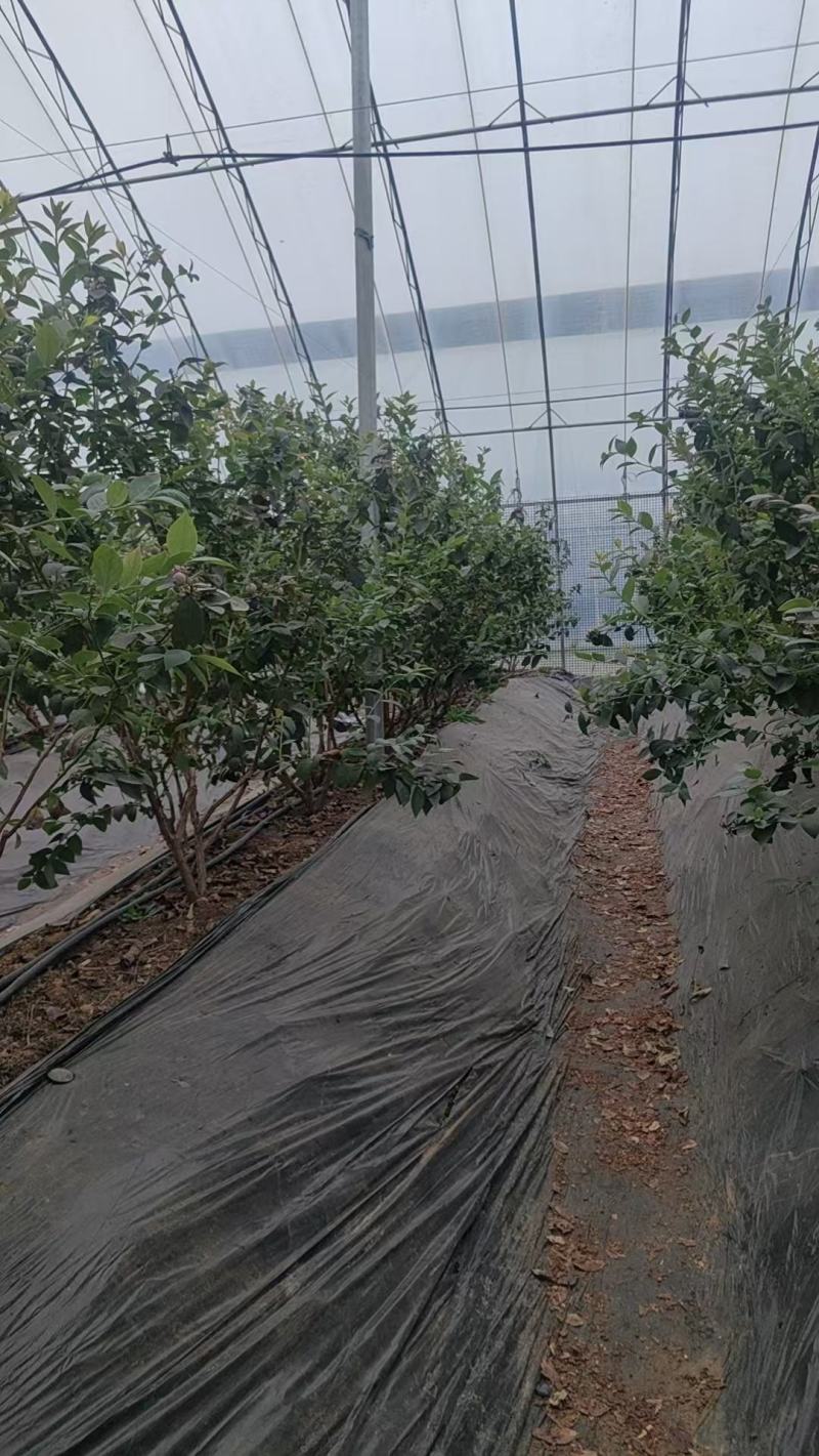蓝莓树大棚蓝莓品种齐全地栽树品质保证换苗占地树