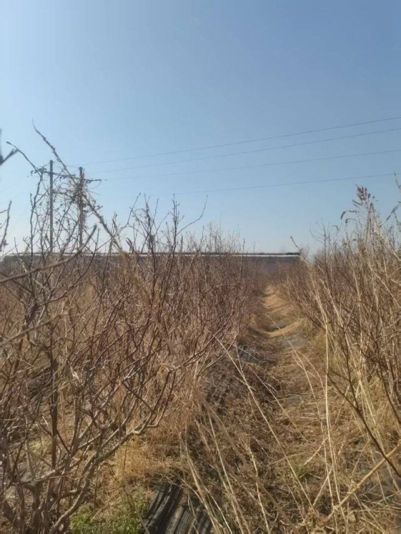 蓝莓树大棚蓝莓品种齐全地栽树品质保证换苗占地树