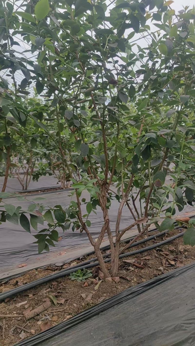 蓝莓树大棚蓝莓品种齐全地栽树品质保证换苗占地树