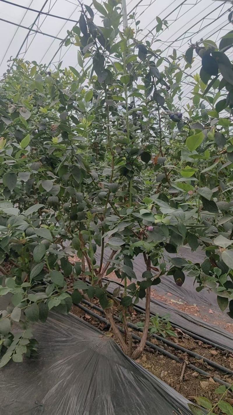 蓝莓树大棚蓝莓品种齐全地栽树品质保证换苗占地树