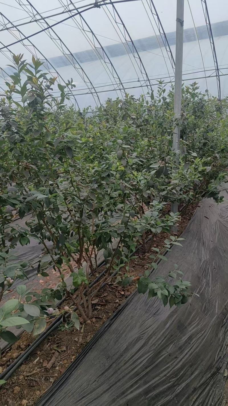 蓝莓树大棚蓝莓品种齐全地栽树品质保证换苗占地树