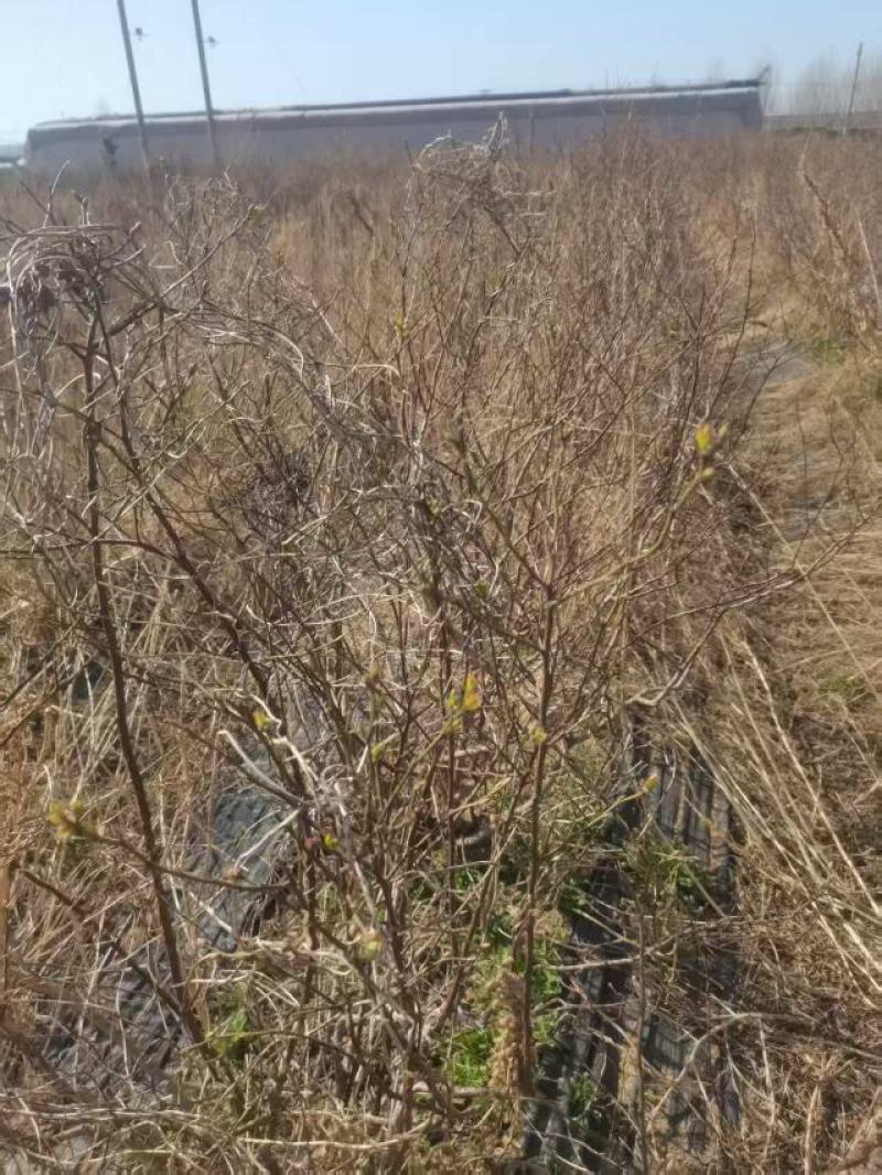 蓝莓树大棚蓝莓品种齐全地栽树品质保证换苗占地树