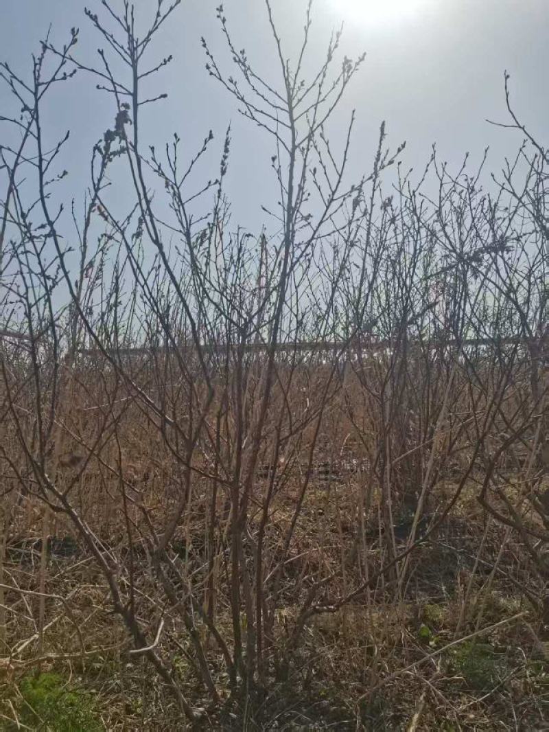 蓝莓树大棚蓝莓品种齐全地栽树品质保证换苗占地树