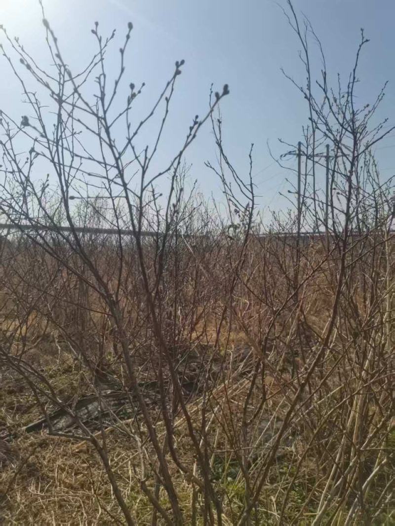 蓝莓树大棚蓝莓品种齐全地栽树品质保证换苗占地树