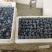 蓝莓树大棚蓝莓品种齐全地栽树品质保证换苗占地树