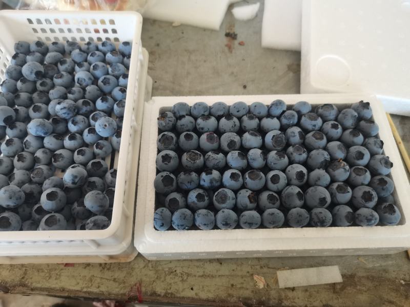 蓝莓树大棚蓝莓品种齐全地栽树品质保证换苗占地树