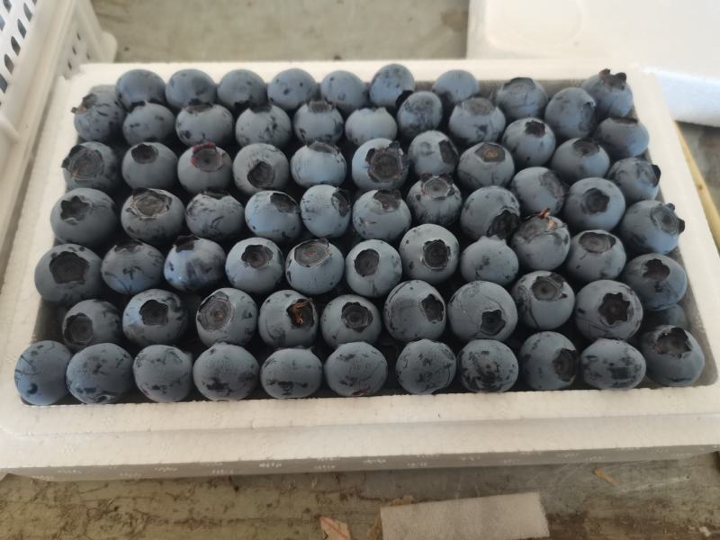 蓝莓树大棚蓝莓品种齐全地栽树品质保证换苗占地树
