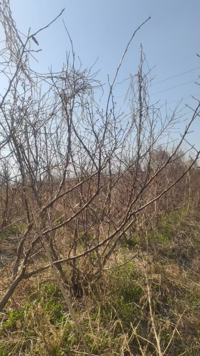 蓝莓树大棚蓝莓品种齐全地栽树品质保证换苗占地树