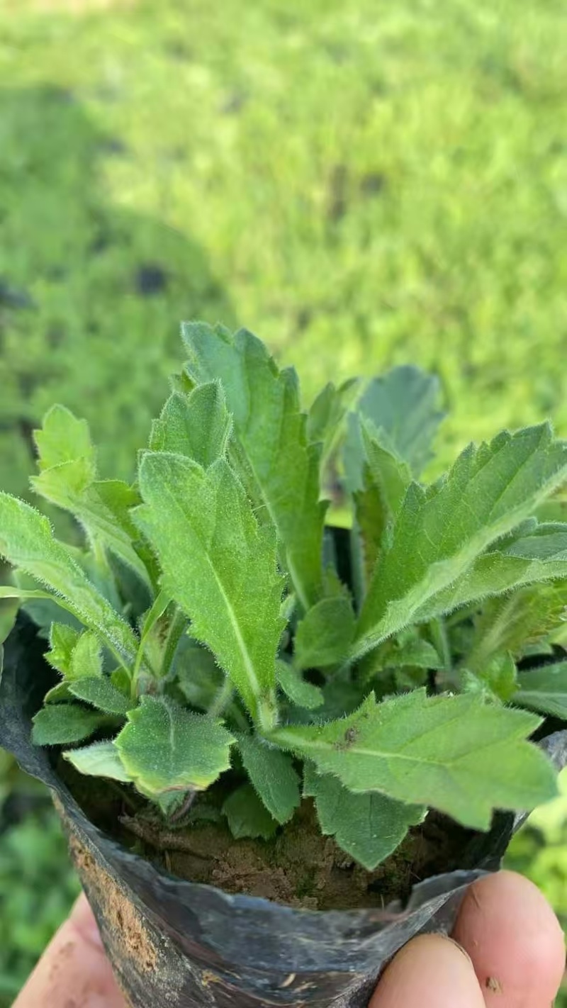 马鞭草，柳叶马鞭草，桑托斯马鞭草，基地直销大量有货