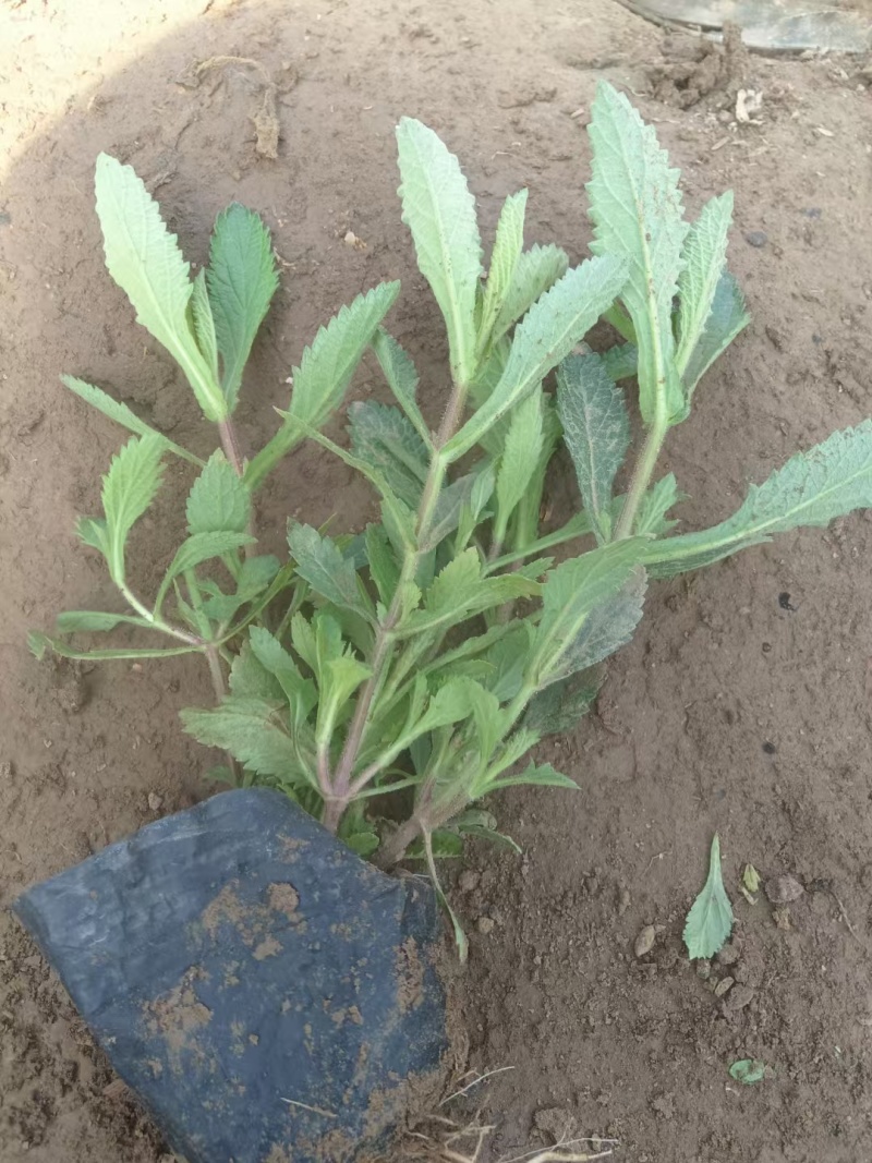 马鞭草，柳叶马鞭草，桑托斯马鞭草，基地直销大量有货