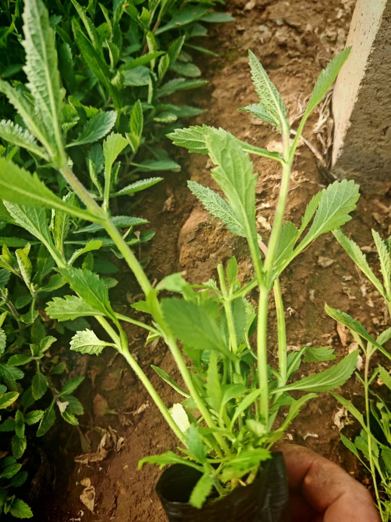 马鞭草，柳叶马鞭草，桑托斯马鞭草，基地直销大量有货